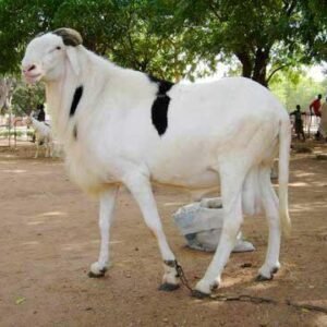 Mouton Bélier