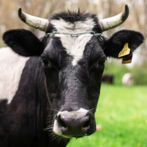 Bœuf