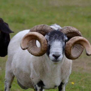 Mouton Bélier
