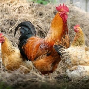 Poulet